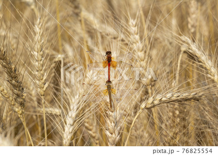 Ripe wheat with dragonfly sitting on the ear. 76825554