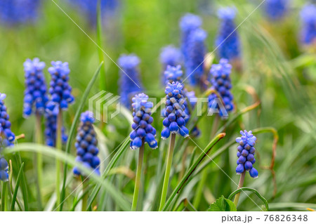 Grape hyacinth Muscari flowers. 76826348