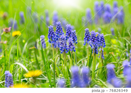 Blue Muscari flowering in early spring. 76826349