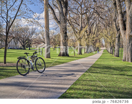 Allee of old American elm trees with bicycle 76826736