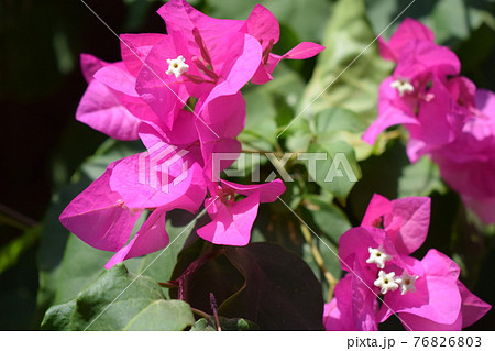 Bougainvillea flowers texture and background. Red flowers of bougainvillea tree. 76826803