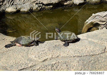 Group turtles in the sun on pond Group turtles in the sun on pond 76826807