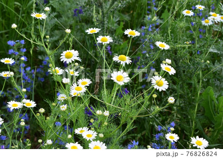 Beautiful camomile daisy flowers on blurred green background 76826824