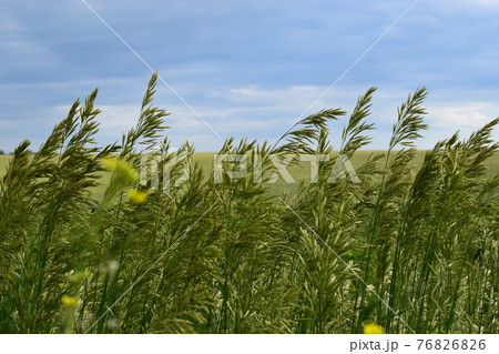Flower meadow 76826826