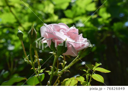 Pink rose flower with buds on sun on green background Pink rose flower with buds on sun on green background 76826849