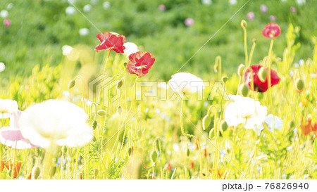 花の名所神奈川県横須賀市久里浜花の国のポピーの写真素材