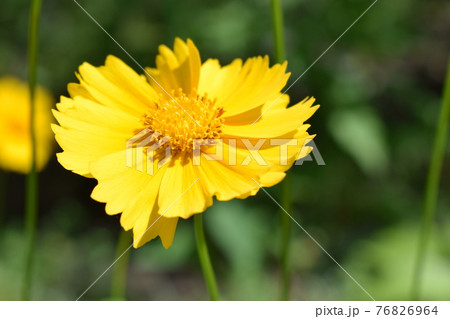 Beautiful yellow flowers Coreopsis lanceolata. Taken in the Early summer Beautiful yellow flowers Coreopsis lanceolata. Taken in the Early summer 76826964