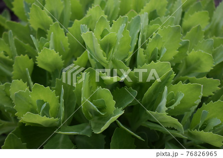Sedum spectabile, Stonecrop flowering plant, top view. Natural background texture Sedum spectabile, Stonecrop flowering plant, top view. Natural background texture 76826965