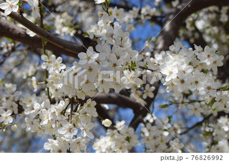 Spring flowers. White sakura cherry blossomon blue sky background. Sakura power flowers. Spring flowers. White sakura cherry blossomon blue sky background. Sakura power flowers. 76826992