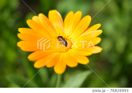 Calendula flower on summer day. Closeup medicinal flower herb for tea or oil, 76826993