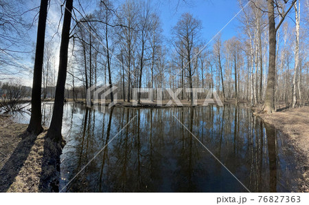 In the wood the spring begins, Trees round a small pond, a sunny day, patches of light and reflection on water, trunks of trees are reflected in water In the wood the spring begins, Trees round a small pond, a sunny day, patches of light and reflection on water, trunks of trees are reflected in water 76827363