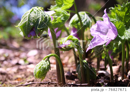 シラネアオイ 76827671