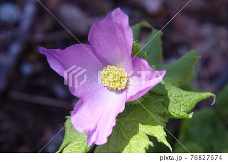 シラネアオイ 76827674