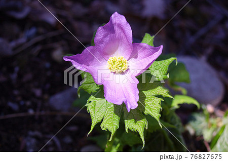 シラネアオイ 76827675