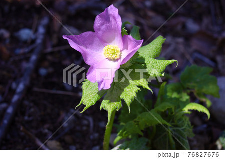 シラネアオイ 76827676