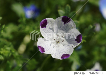 ネモフィラ　Nemophila 76828002