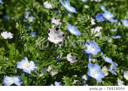 ネモフィラ Nemophila ネモフィラ Nemophila 76828004