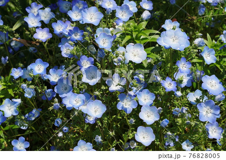 ネモフィラ　Nemophila 76828005