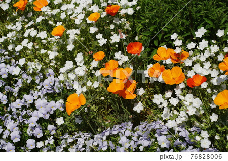 ネモフィラ　Nemophila 76828006