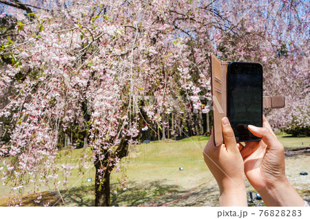 桜の写真を撮る人～竹田地区のしだれ桜【たけくらべ広場】 76828283