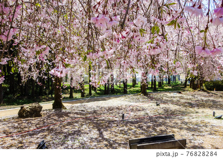 竹田地区のしだれ桜【たけくらべ広場】 76828284