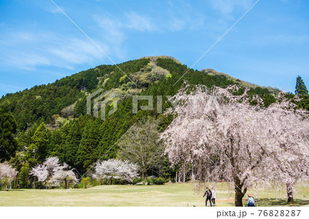 竹田地区のしだれ桜【たけくらべ広場】 76828287