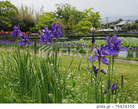 早水池の周りに咲く菖蒲 宮崎県都城市早水町 早水池の周りに咲く菖蒲 宮崎県都城市早水町 76828350