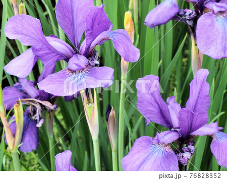 早水池の周りに咲く菖蒲 宮崎県都城市早水町 早水池の周りに咲く菖蒲 宮崎県都城市早水町 76828352