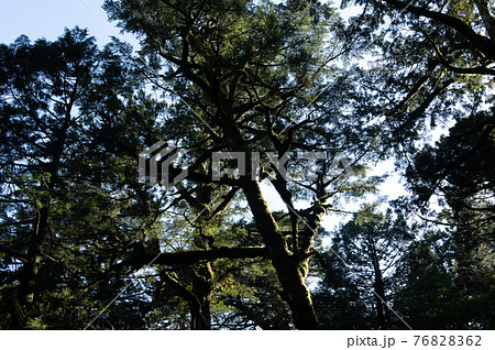 屋久島 静寂の森 屋久島 静寂の森 76828362