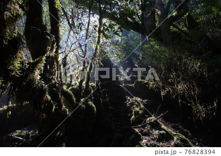 屋久島　静寂の森 76828394