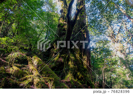 屋久島　静寂の森 76828396