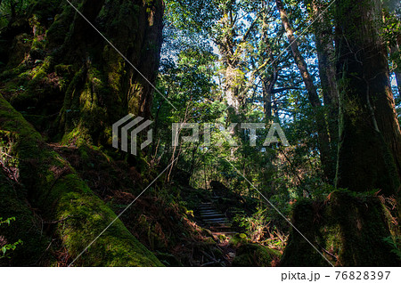屋久島　静寂の森 76828397