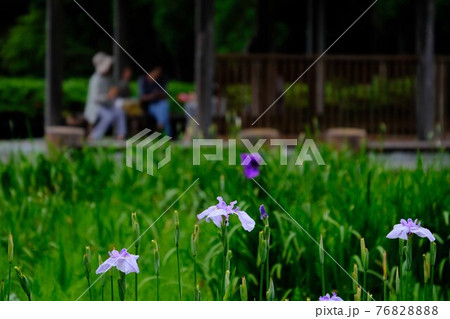 花菖蒲 花菖蒲 76828888