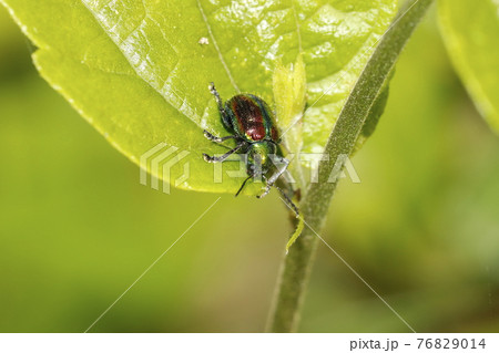 アカガネサルハムシ 76829014
