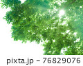 新緑と木漏れ日 76829076