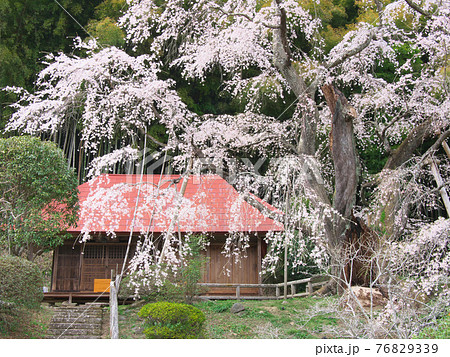 【2021年4月】一本桜 - 雪村庵の雪村桜  76829339