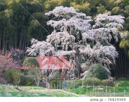 【2021年4月】一本桜 - 雪村庵の雪村桜 【2021年4月】一本桜 - 雪村庵の雪村桜 76829369