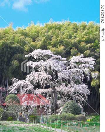 【2021年4月】一本桜 - 雪村庵の雪村桜 76829370