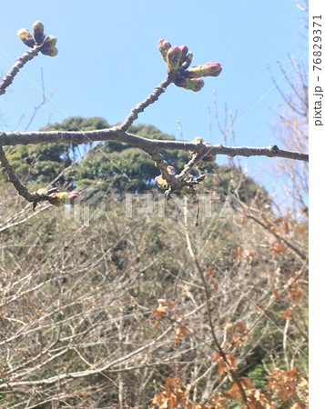 桜 蕾 桜 蕾 76829371