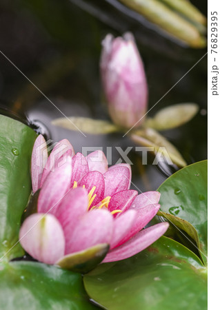 葉っぱからのぞいている赤い睡蓮の花の写真素材