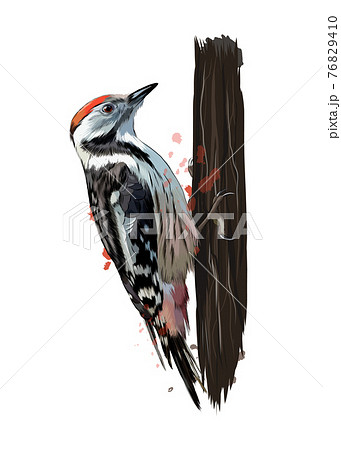 Woodpecker From A Splash Of Watercolor Colored のイラスト素材