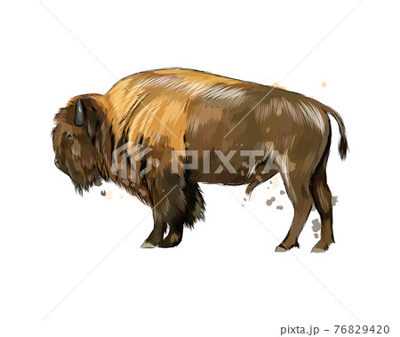 Bison Buffalo From A Splash Of Watercolor のイラスト素材 7694
