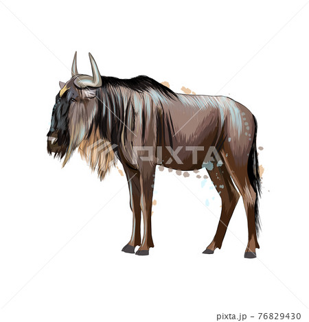 Wildebeest From A Splash Of Watercolor Colored のイラスト素材