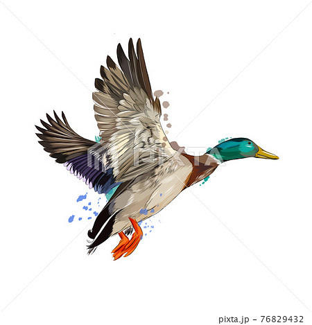 Duck from a splash of watercolor, colored drawing, realistic Duck from a splash of watercolor, colored drawing, realistic 76829432