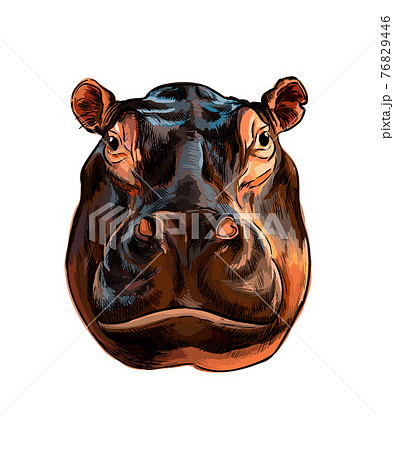 Hippopotamus Head Portrait From A Splash Of のイラスト素材