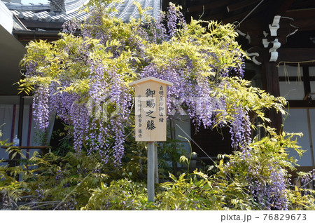 京都・西院春日神社 京都・西院春日神社 76829673