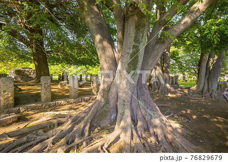 新緑　七重の塔　武蔵国分寺　銀杏の大木　公園　木　木の根 76829679
