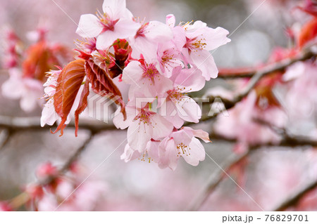 山桜 山桜 76829701