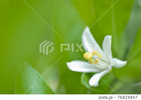 優しいボケに包まれて咲いている白く可愛いミカンの花の写真素材