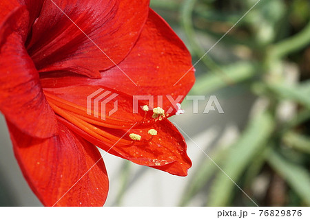アマリリス Amaryllis アマリリス Amaryllis 76829876